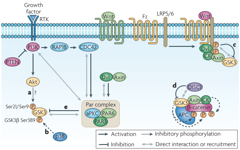Figure 1│**Proposed models of GSK3 inactivation**