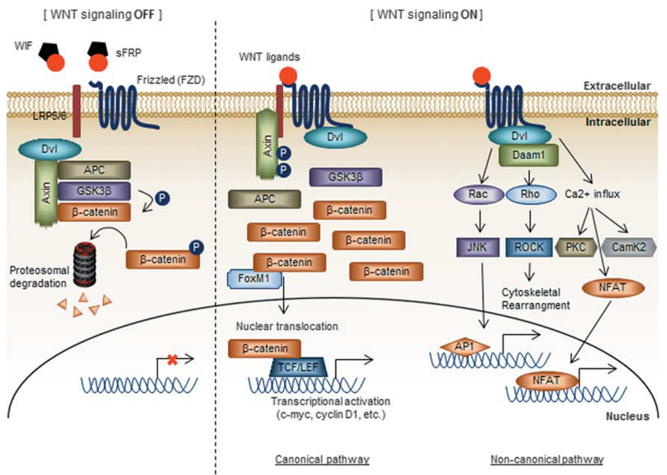 **Figure 1**. ****Overview of WNT signaling pathway